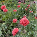 Papaver Frosted Salmon Peony