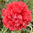 Papaver Frosted Salmon Peony
