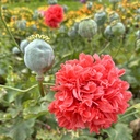 Papaver Frosted Salmon Peony