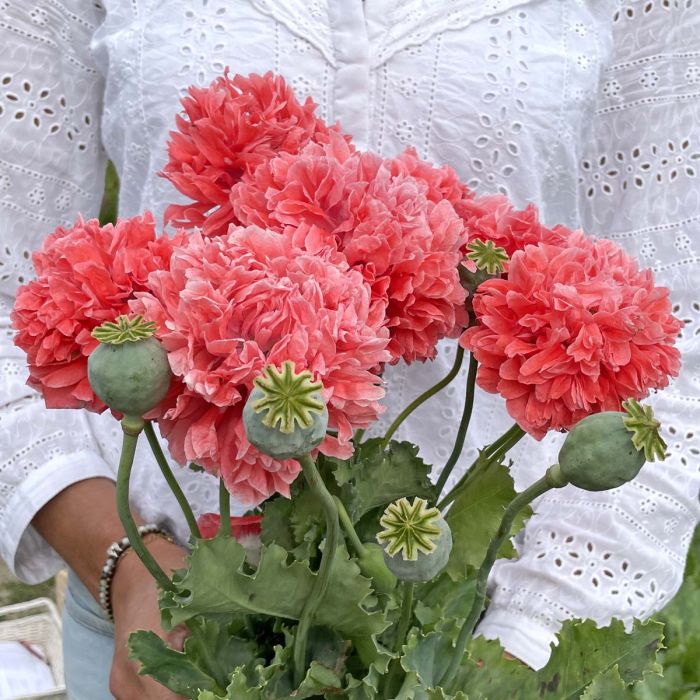 Papaver Frosted Salmon Peony