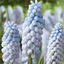 Muscari Baby's Breath