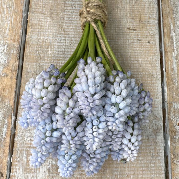 Muscari Baby's Breath