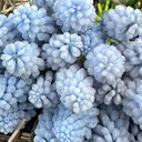 Muscari Baby's Breath