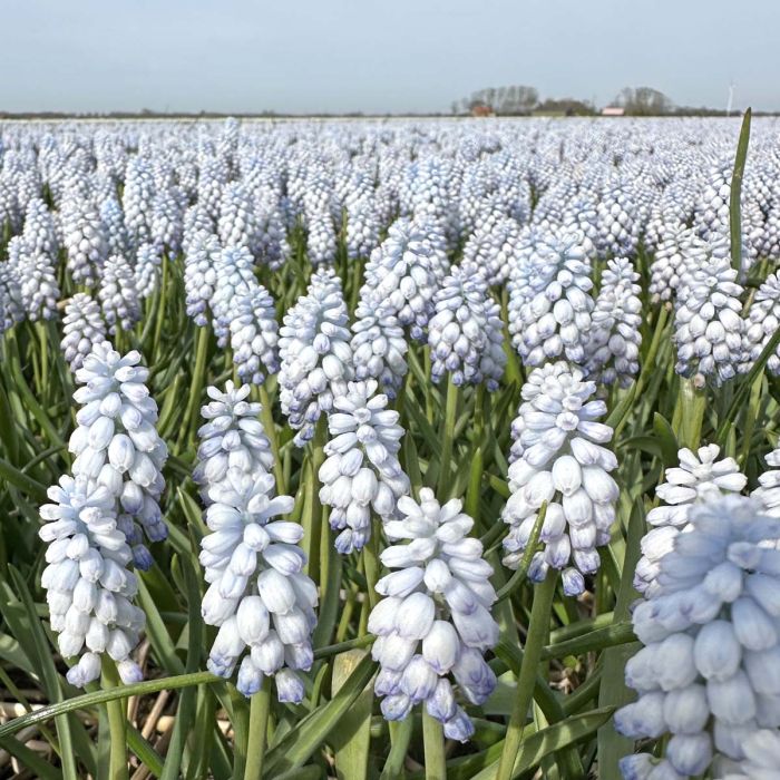 Muscari Baby's Breath