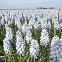 Muscari Baby's Breath