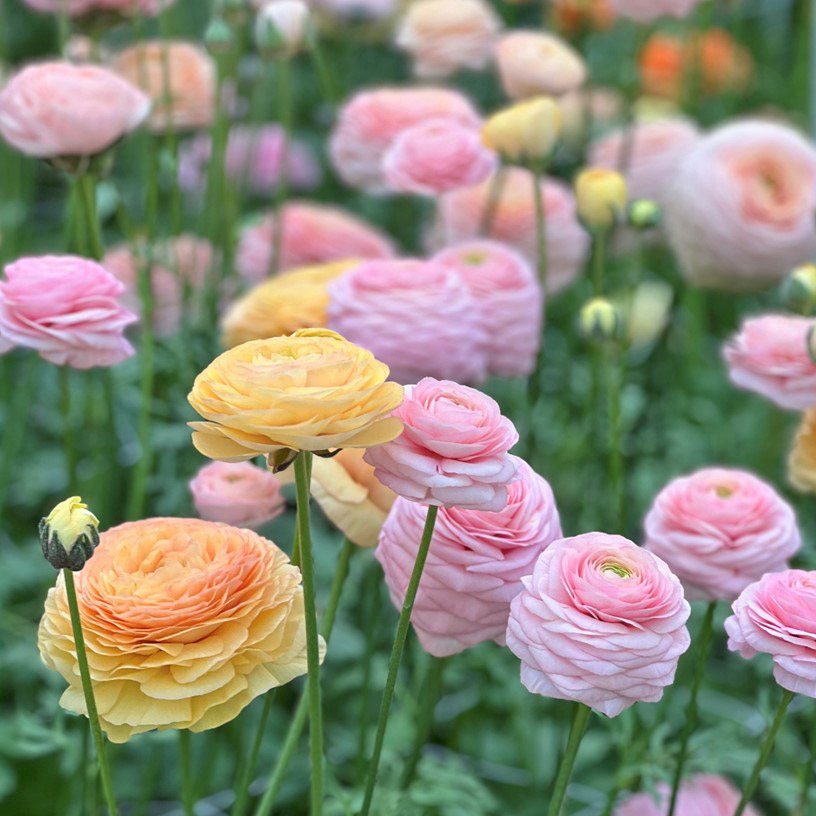 Ranonkels Elegance Pastello