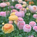 Ranonkels Elegance Pastello