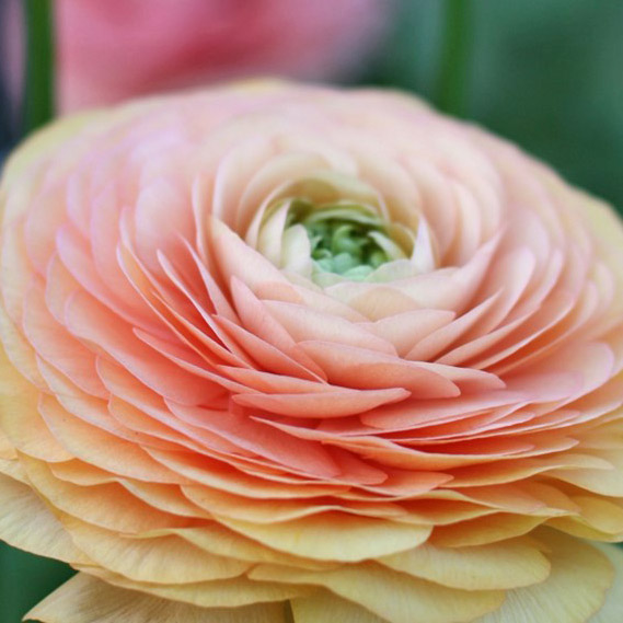 Ranonkels Elegance Pastello