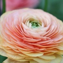 Ranonkels Elegance Pastello