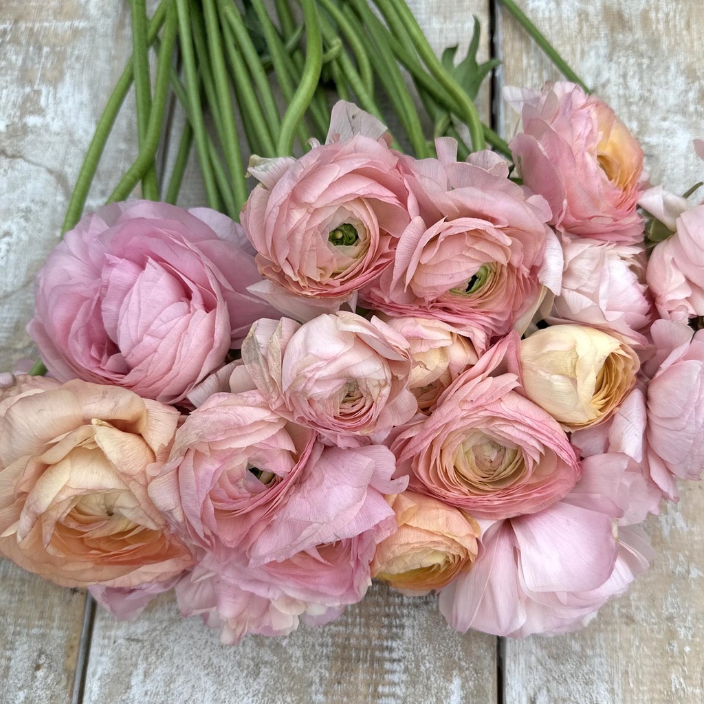 Ranonkels Elegance Pastello