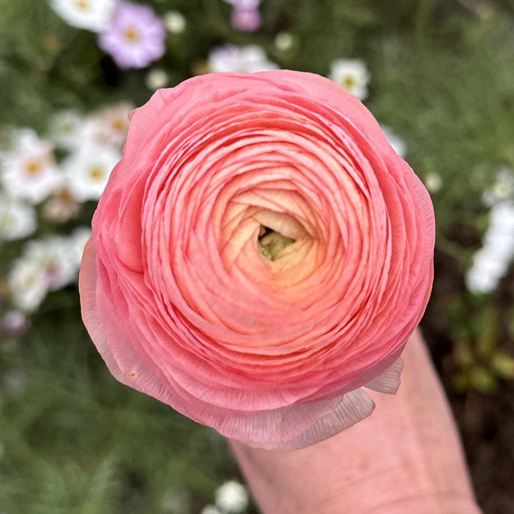 Ranonkels Elegance Salmone