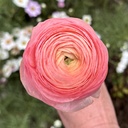 Ranonkels Elegance Salmone