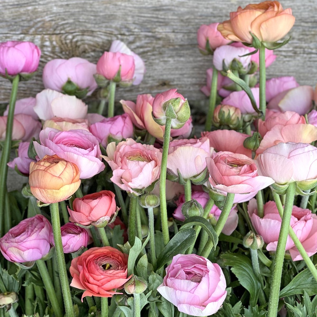 Ranonkels Elegance Pastello