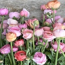 Ranonkels Elegance Pastello