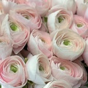 Ranonkels Cloni Succes Hanoi