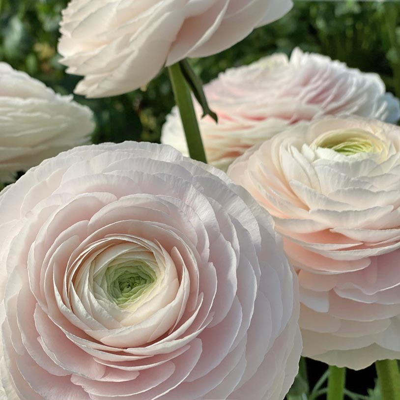 Ranonkels Cloni Succes Hanoi