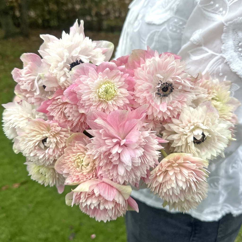 Anemone Levante Rosa Chiaro