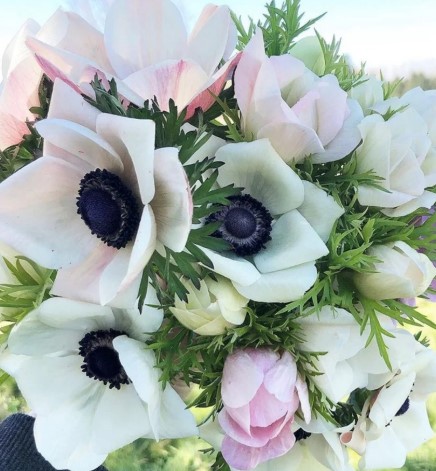 Anemone Mistral Plus Panda Bianco