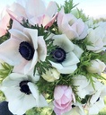 Anemone Mistral Plus Panda Bianco