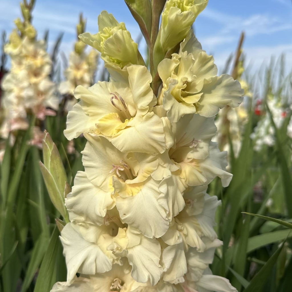 Gladiool Dreamy Creamy