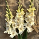 Gladiool Dreamy Creamy