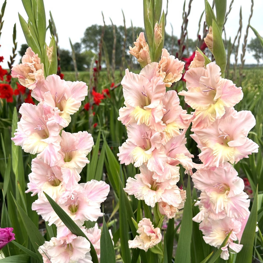 Gladiool Pink Lightning