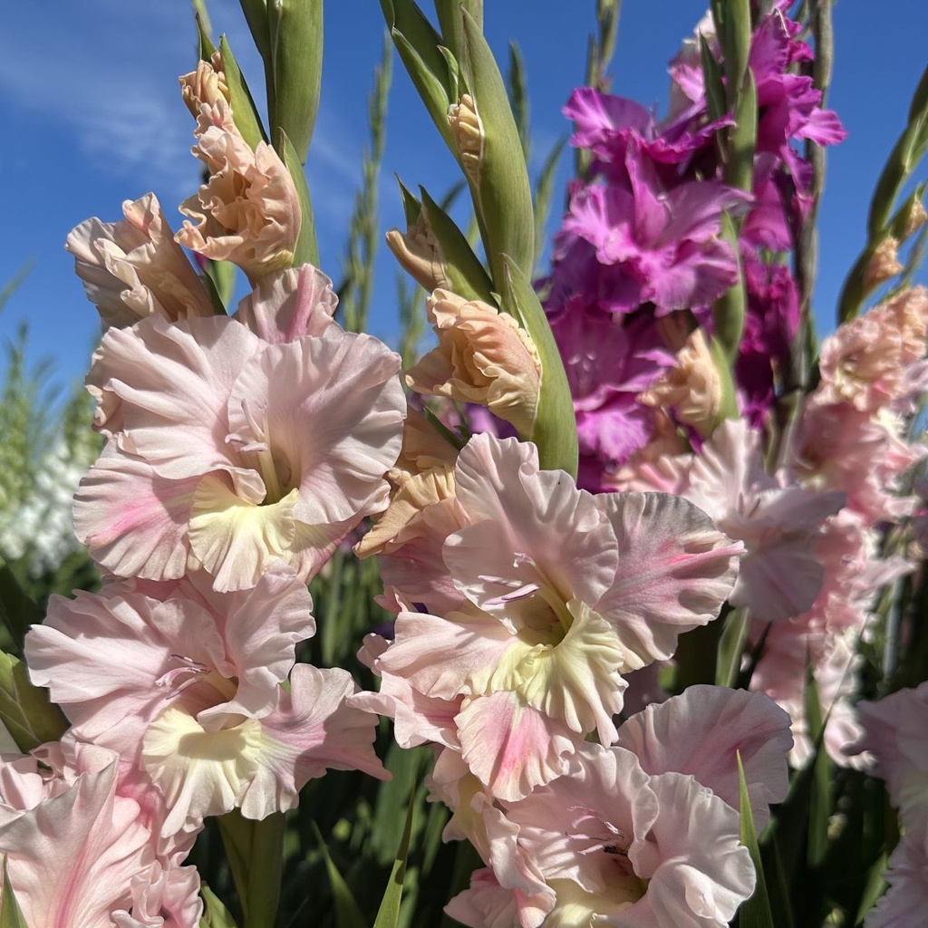 Gladiool Pink Lightning