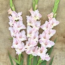 Gladiool Pink Lightning