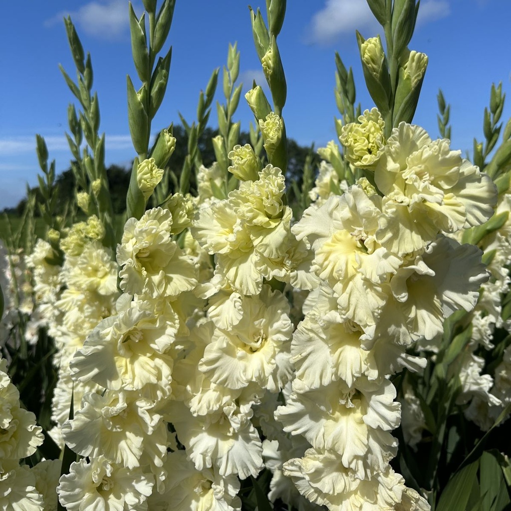 Gladiool Sweet Chrystal