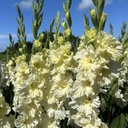 Gladiool Sweet Chrystal