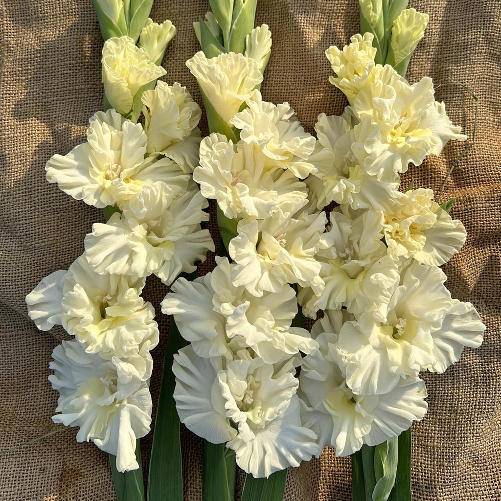 Gladiool Sweet Chrystal