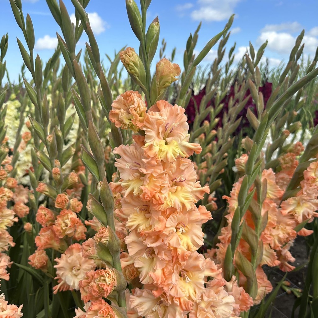 Gladiool The Great Queen Elizabeth