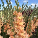 Gladiool The Great Queen Elizabeth