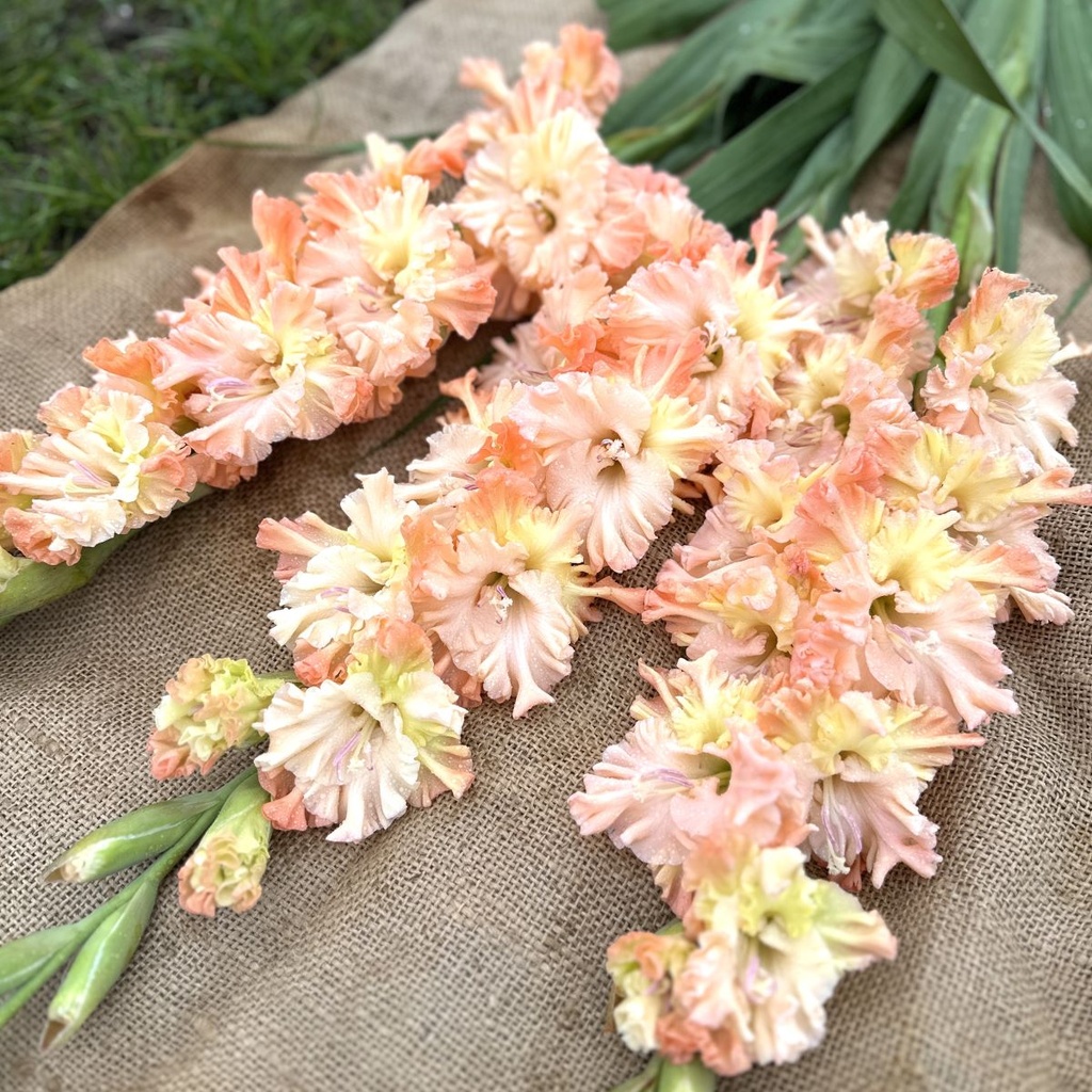 Gladiool The Great Queen Elizabeth