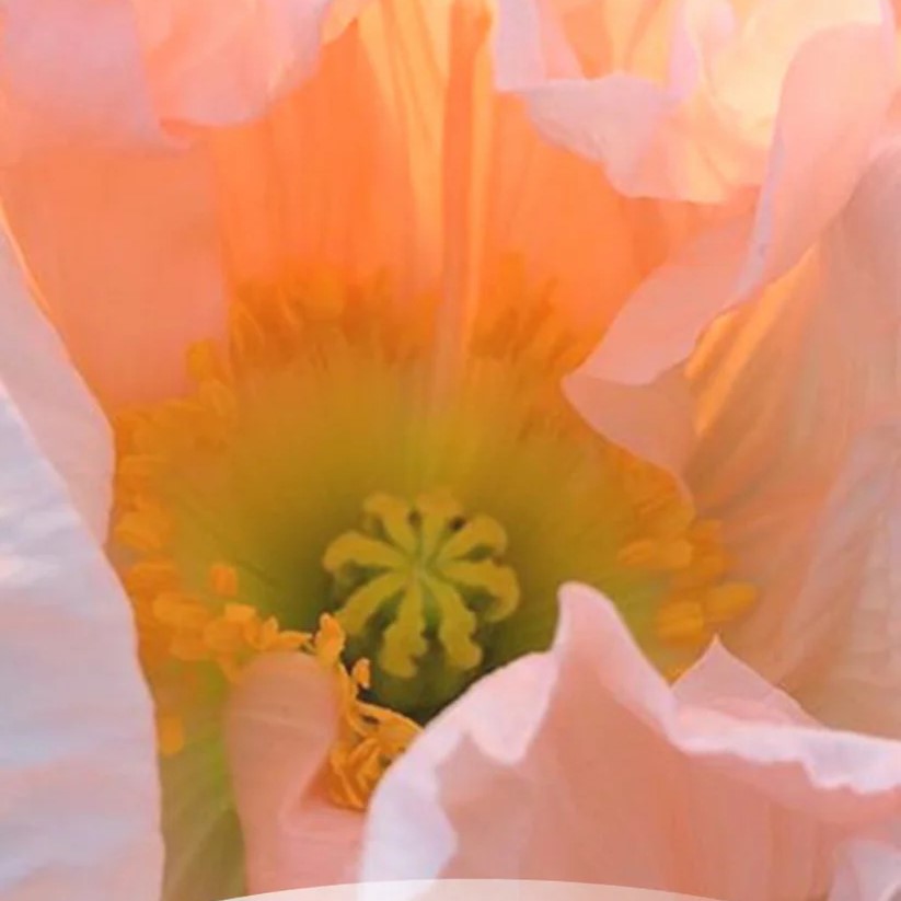 Icelandic Poppies Colibri Mix