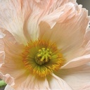 Icelandic Poppies Colibri Mix