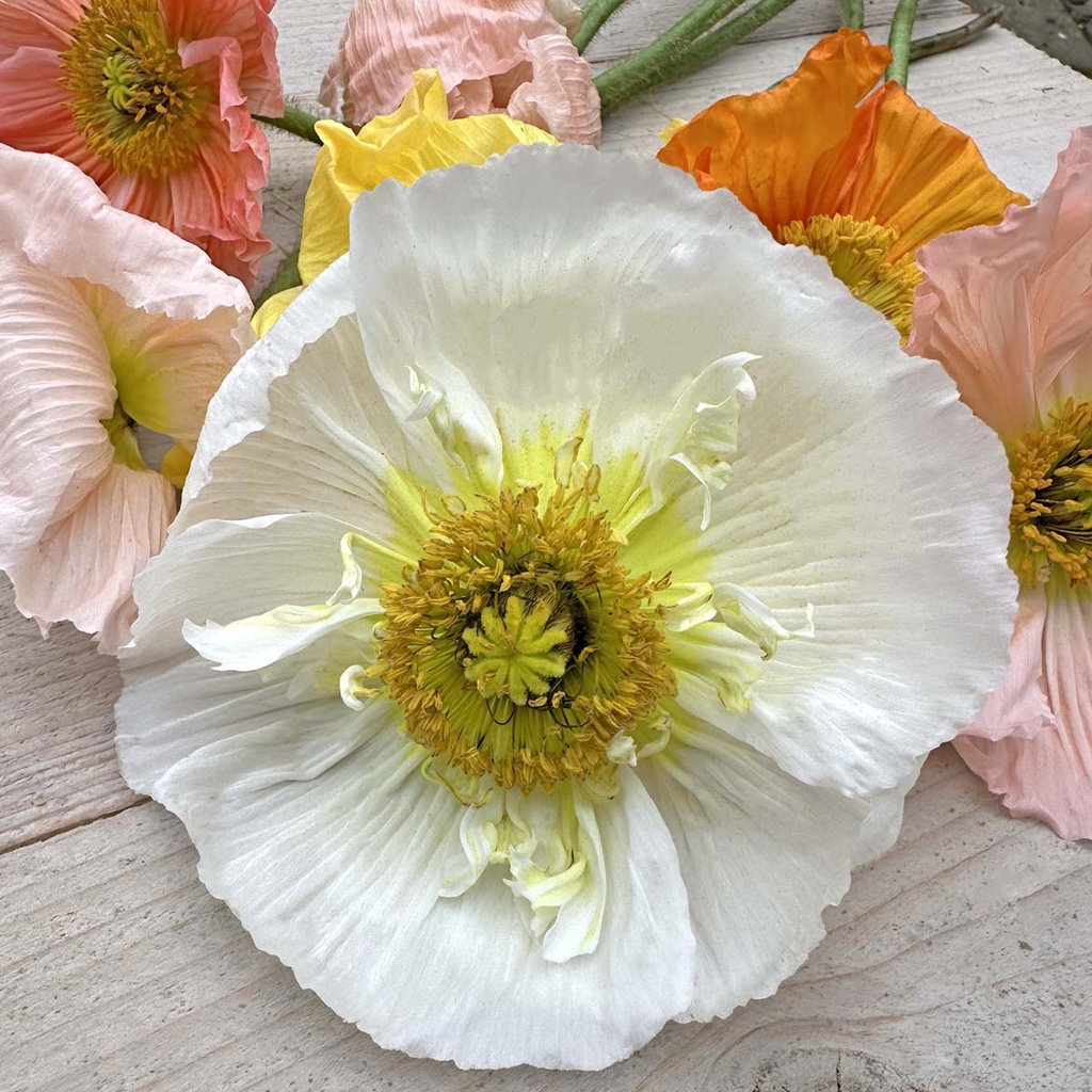Icelandic Poppies Colibri Mix