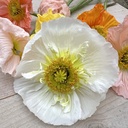 Icelandic Poppies Colibri Mix