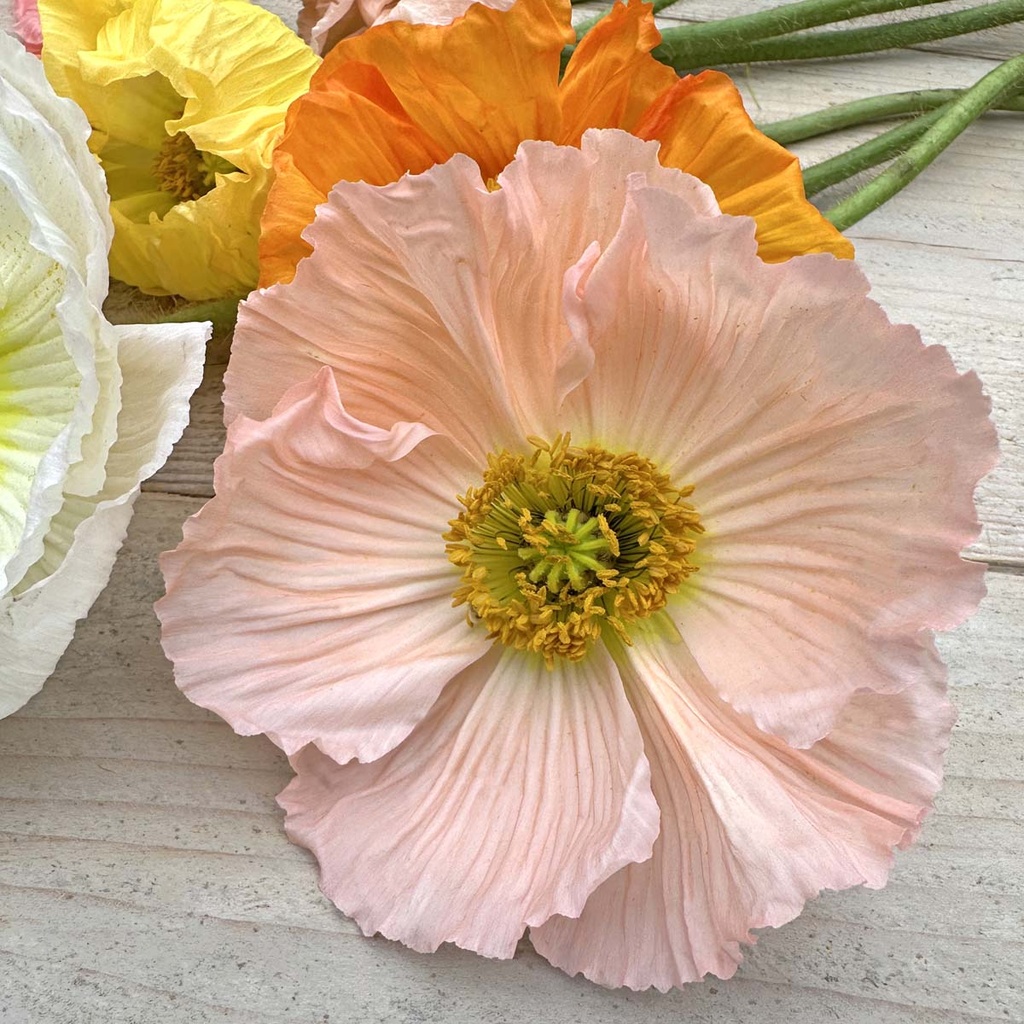 Icelandic Poppies Colibri Mix
