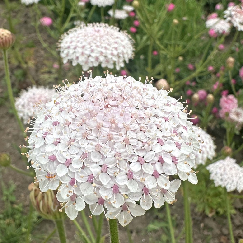 Didicus Lace Pink