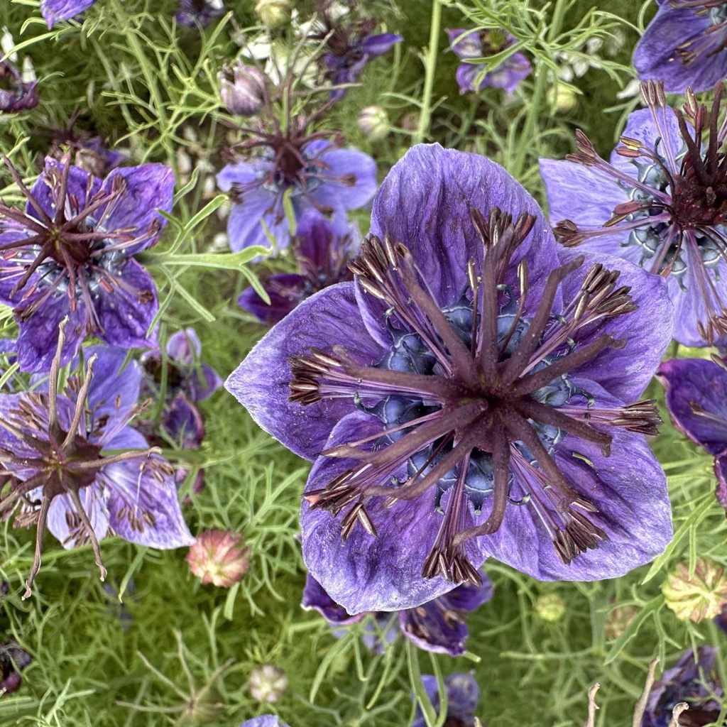 Nigella Midnight