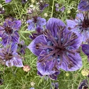 Nigella Midnight
