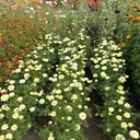 Tagetes Sugar & Spice White
