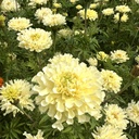 Tagetes Sugar & Spice White