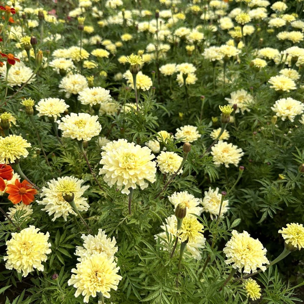 Tagetes Sugar & Spice White