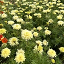 Tagetes Sugar & Spice White