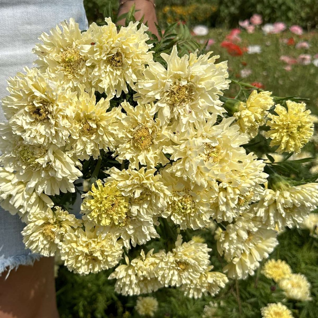 Tagetes Sugar & Spice White