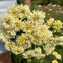 Tagetes Sugar & Spice White