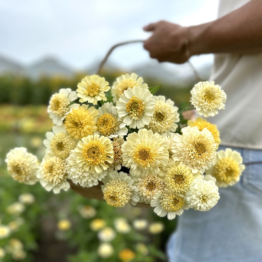 Zinnia Elegans Cresto! Cream