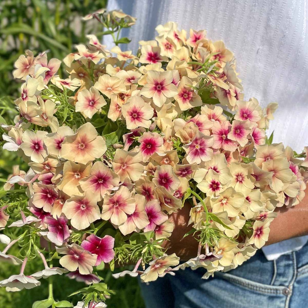 Phlox Cherry Caramel